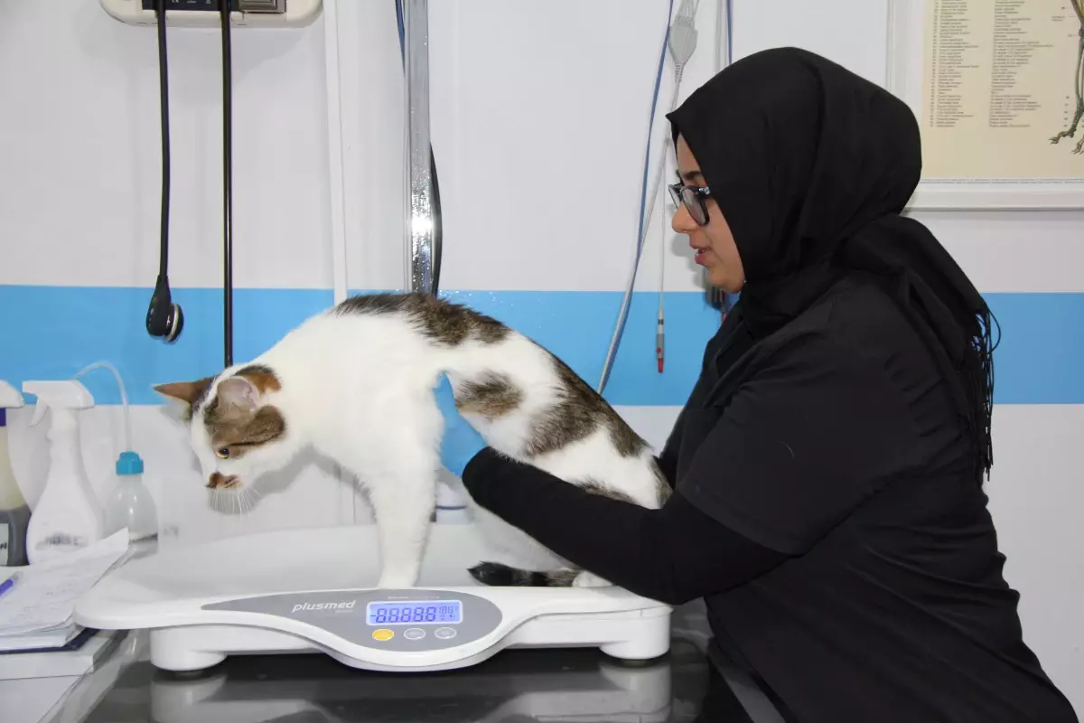 kedilere antidepresan tedavisi CIxJS4Qd