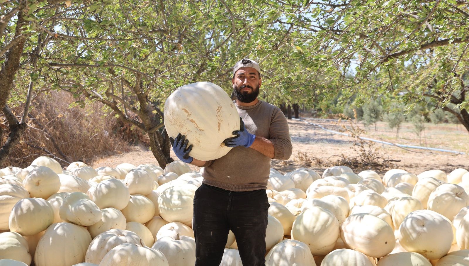 tescilli kabakta hasat basladi 3HwhKNZL