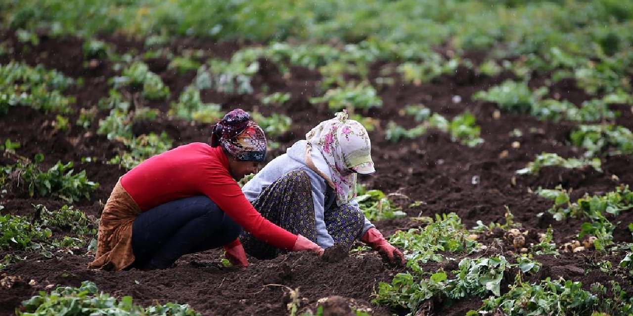 400 donumde yilda 800 ton uretiliyor koyluler toprak donmadan hasat ediyor drdKkybW