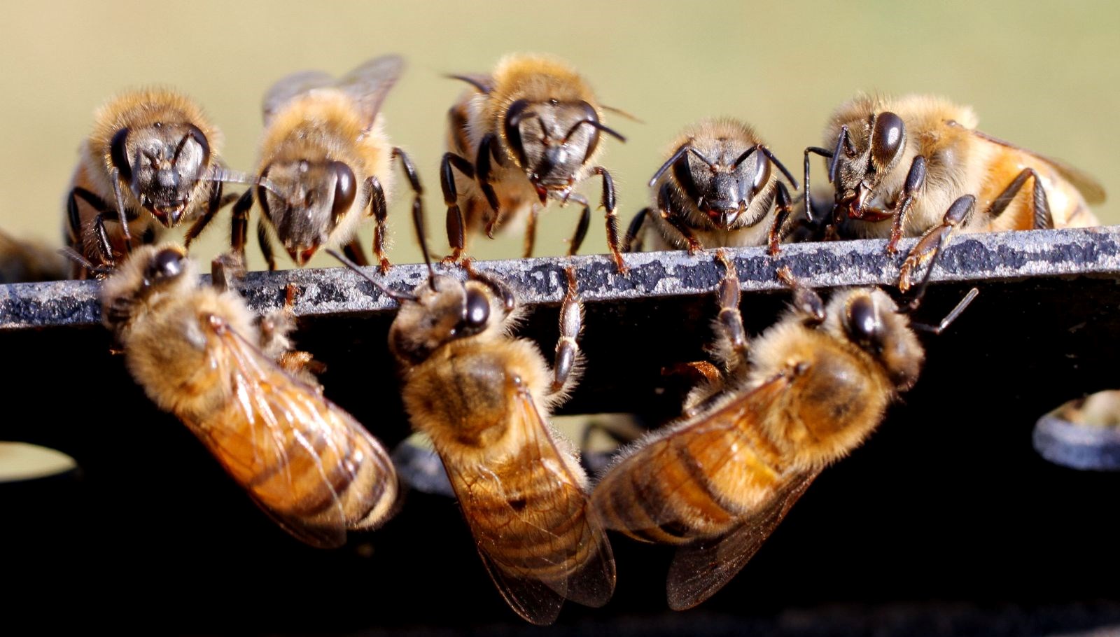 kralice arilarin omru kisaliyor koloniler yok olma riskiyle karsi karsiya mzpgyGxt.jpg