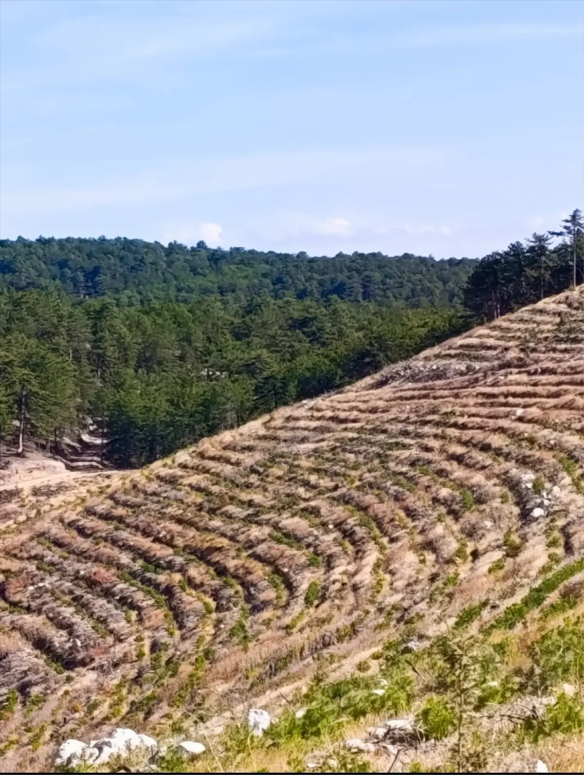 nallihanda yangin sonrasi 2 milyon fidan dikildi kF5jpLBA