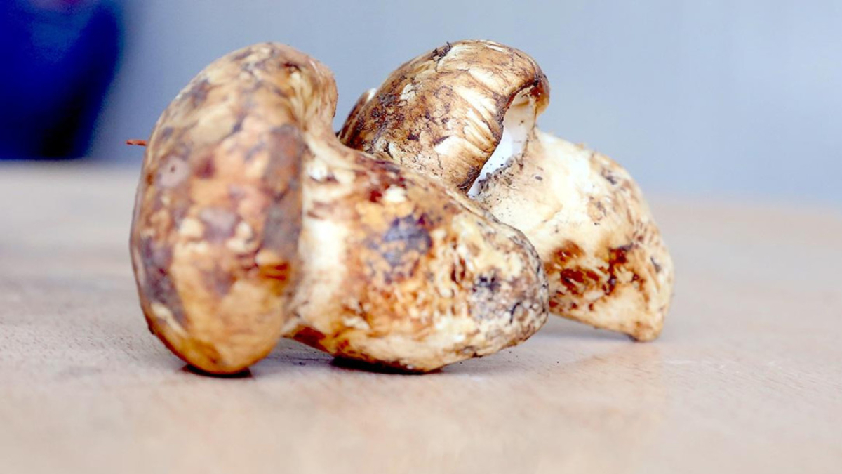 adanada sedir mantari cikti japonlar yogun ilgi gosteriyor Hv2UwRPh.jpg