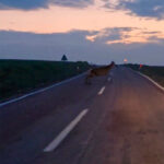 Ankara’da Görülen Yaban Geyik Sürüleri: Beypazarı Yolunda Nadir Bir An