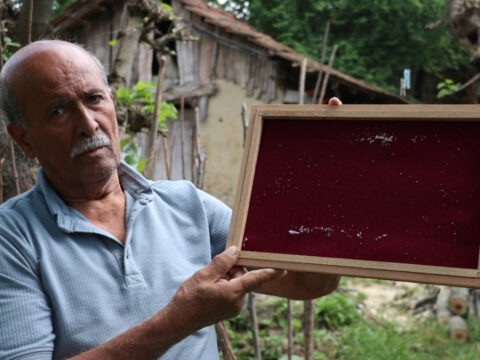 Bir tanesinden tam 1,5 kilometre çıkıyor: Yarım asırdır evlerinde büyütüyorlar